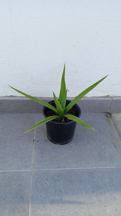 Yucca planta 25 cm