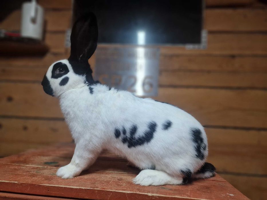 królik olbrzym srokacz osc samiec 1.0 rodowód