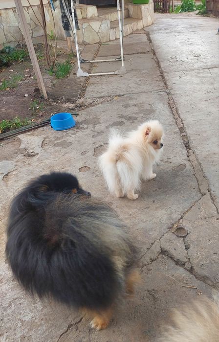 Комочек счастья!