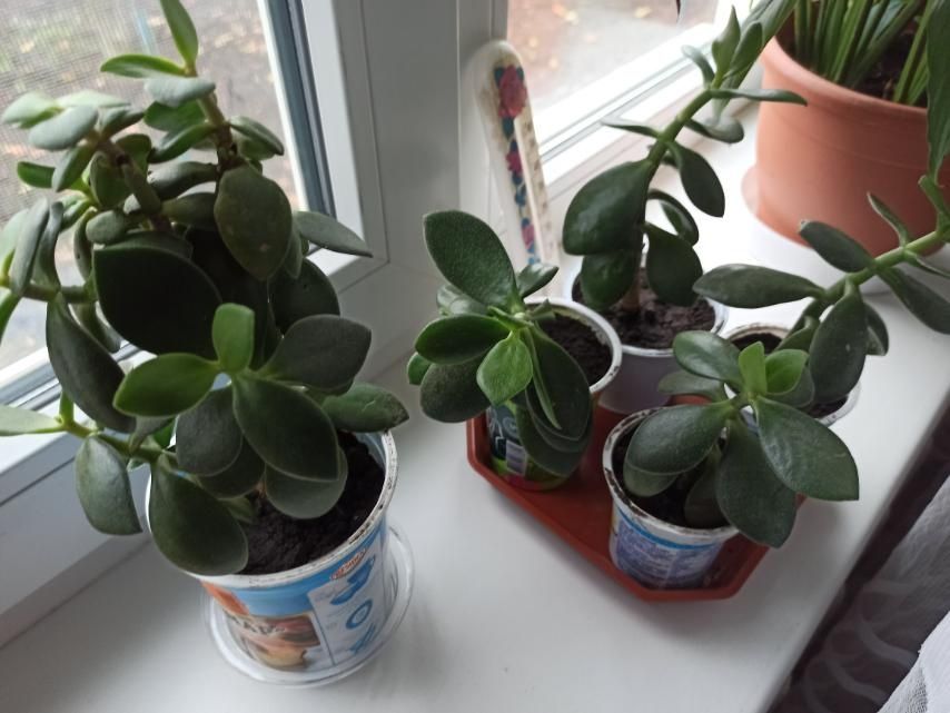 Грошове   дерево