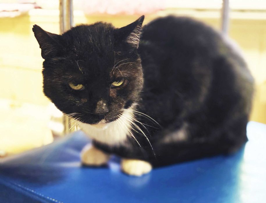 Котик, кіт, котусик-добряк Добриня – шукає сім'ю!