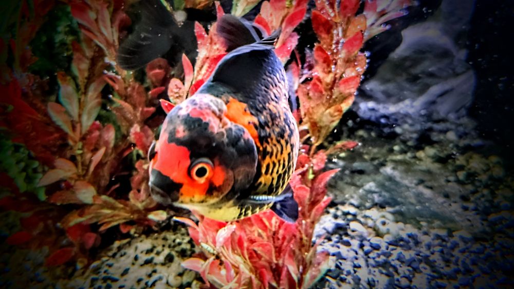 Goldfish ,,apache oranda,,  lwia glówka welonki welon welonka