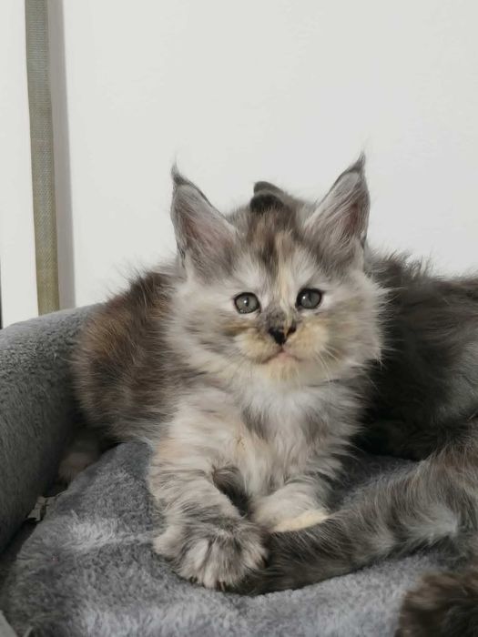 Gatinha Maine coon - LOP