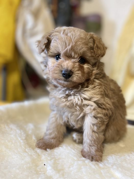 Цуцики помапу карамель