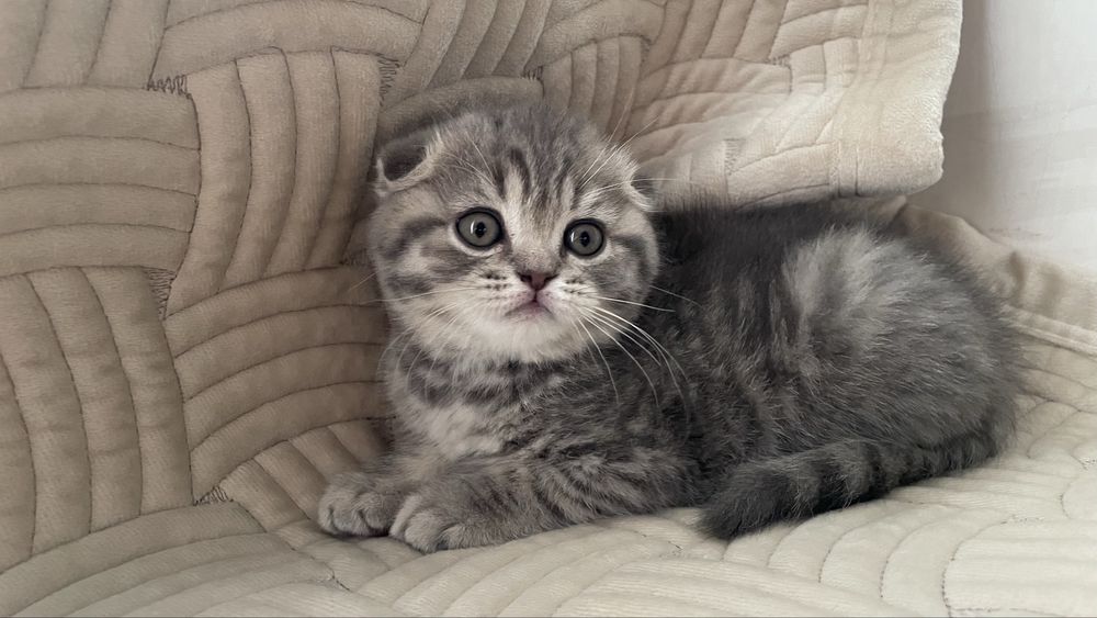 Шотландські кошенята