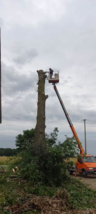 Usługi, Wycinka, przycinka drzew z podnośników koszowych 20m/31m, frez