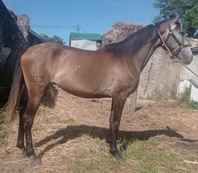 Poldra russa com 3 anos