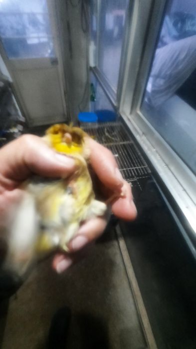 Vendo  canarios 13,5o euros cada