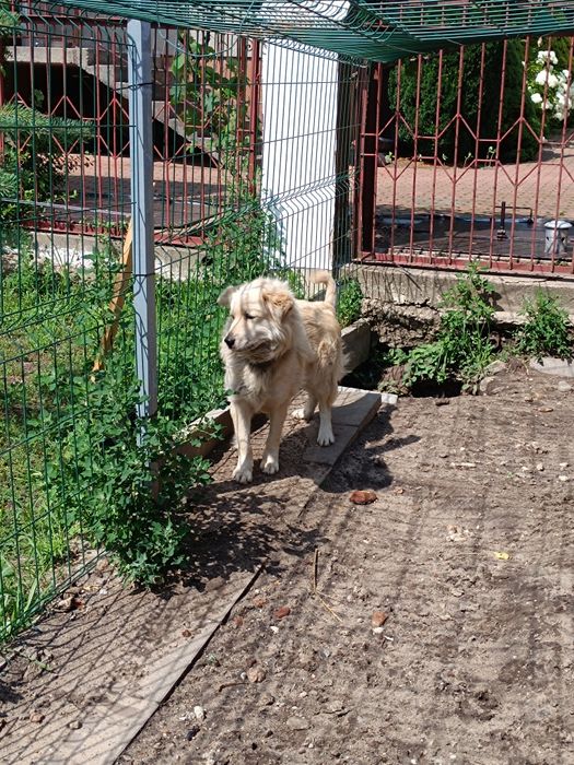 Średniej wielkości pies