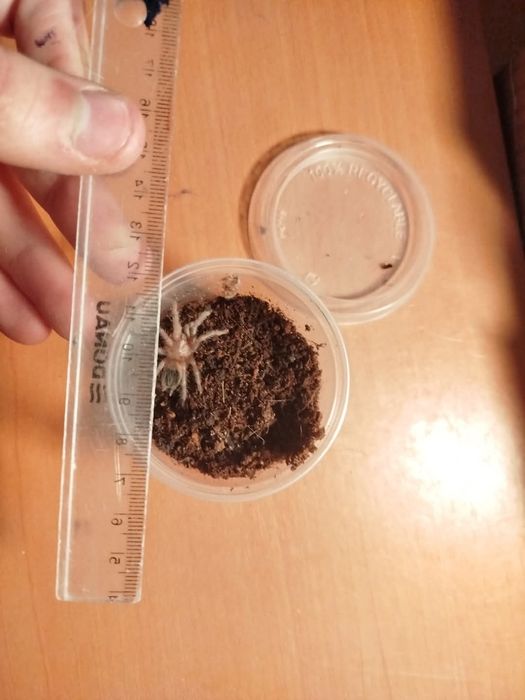 Ptaszniki lasiodora parahibana