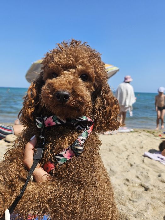 Вязка мальтіпу, той пудель