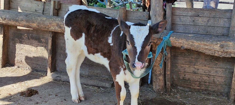 Продам тёлочку на хозяйство