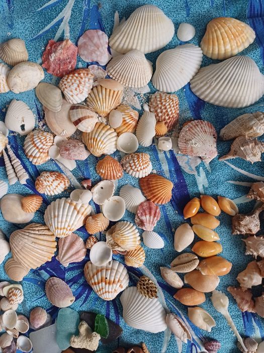 Мушлі ракушки  для рукоділля , хобі