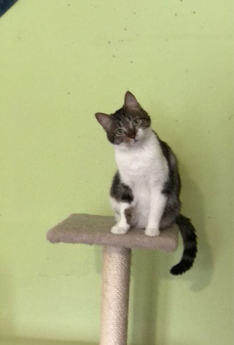 Кошечка 1 год бесплатно ,еще неделя передержки и опасная улица