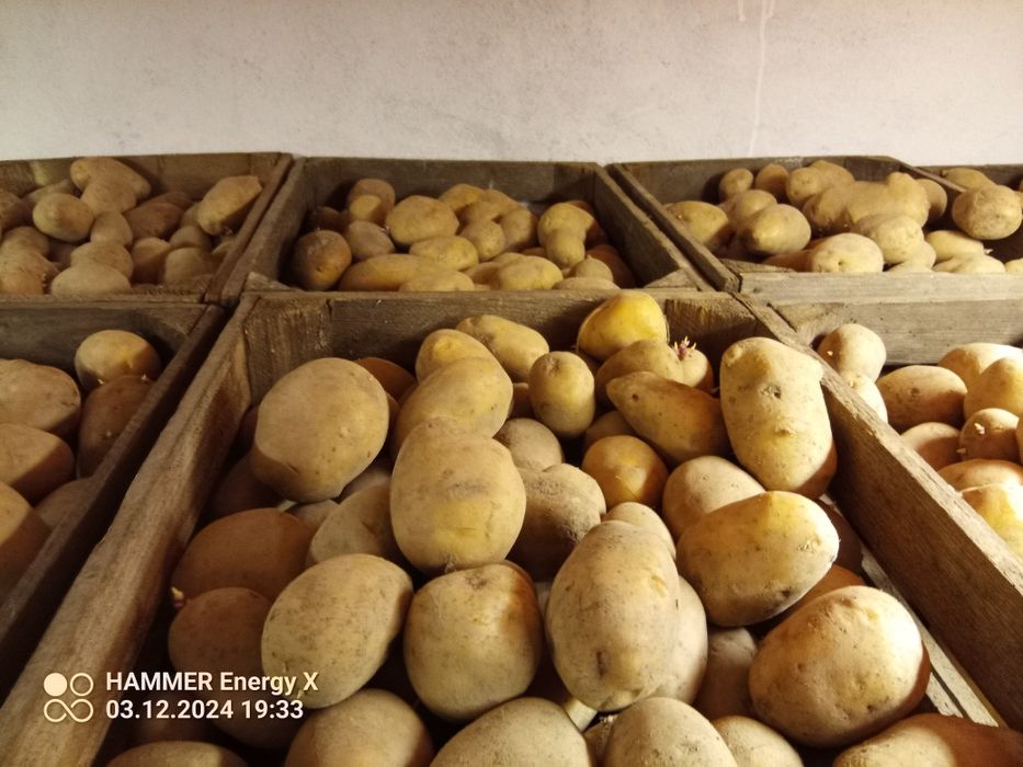 Ziemniaki 1,50 zł/kg