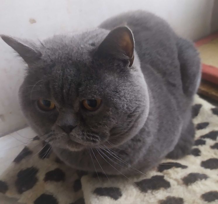 Молодий прямовухий красень.