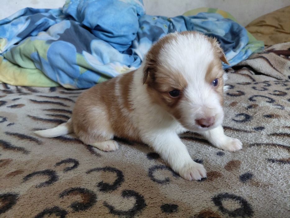 Border collie piesek fci zkwp