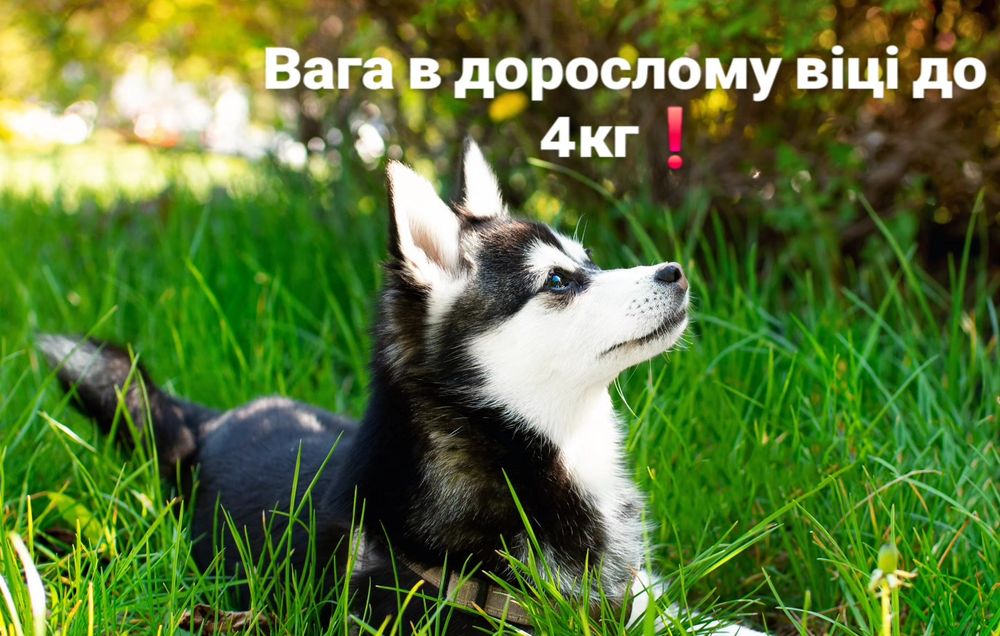 Аляскінський клі кай(міні хаскі)Єдині в Україні!ТЕРМІНОВО!