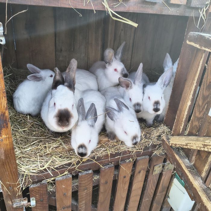 Króliki kalifornijskie