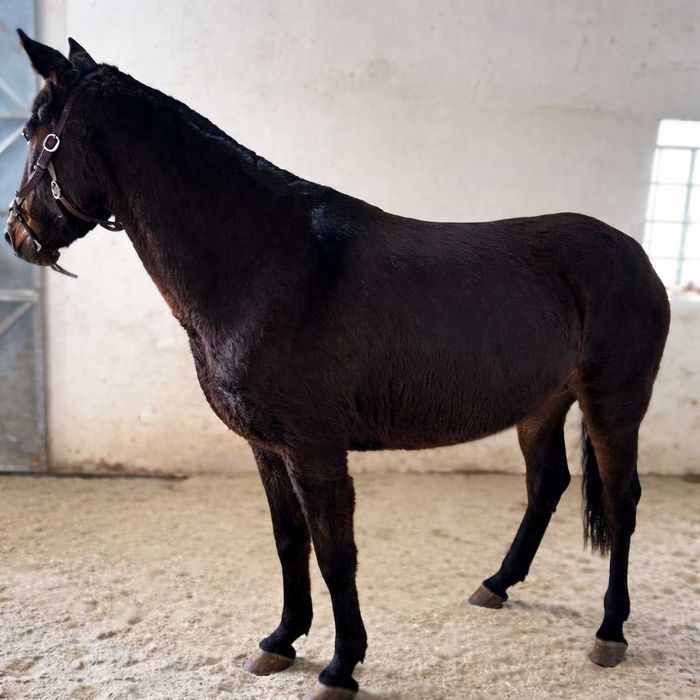 Macho (Mular) à Venda – Excelente Estado