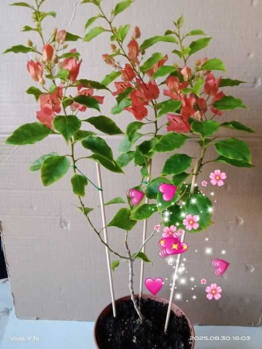 Бугенвілія Red Velvet