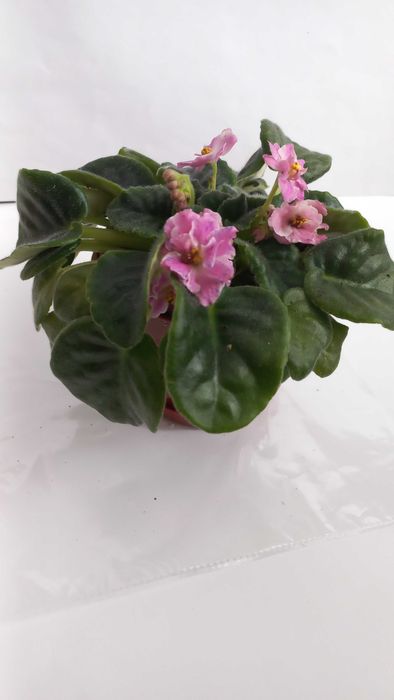 Рожева фіалка кімнатна рослина