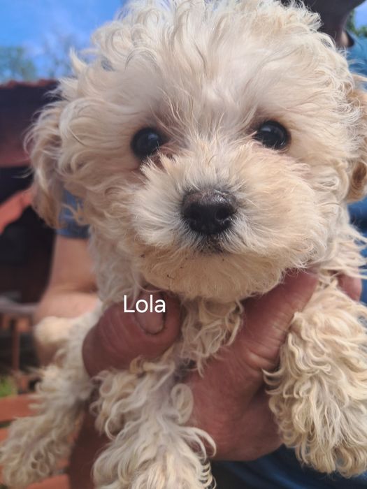 Maltipoo urocze baranki