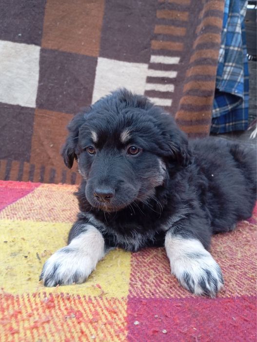 Гарненькі цуцики шукають родину