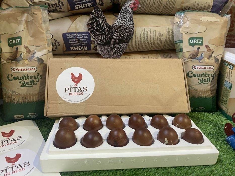 Ovos de galinhas de raça