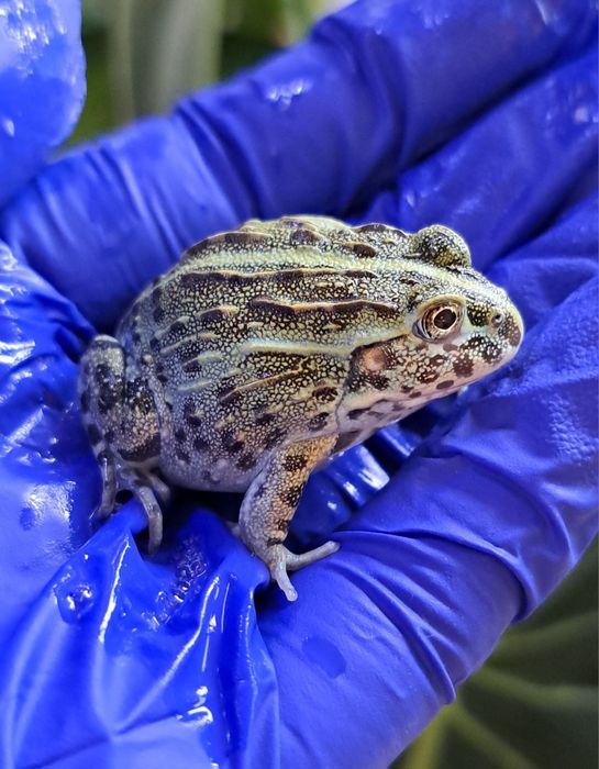 Buczek - żaba byk - polska hodowla / Pyxicephalus adspersus