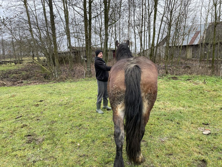 Sprzedam klacz zimnokrwista