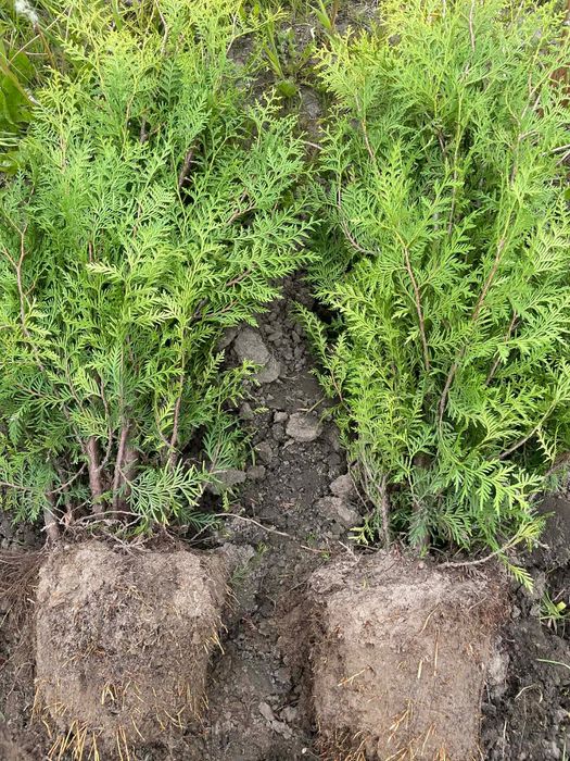 Tuja Brabant na żywopłot z plantacji gęsta