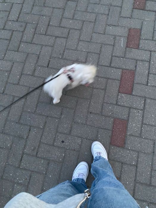 Pet Sitting Póvoa de Varzim