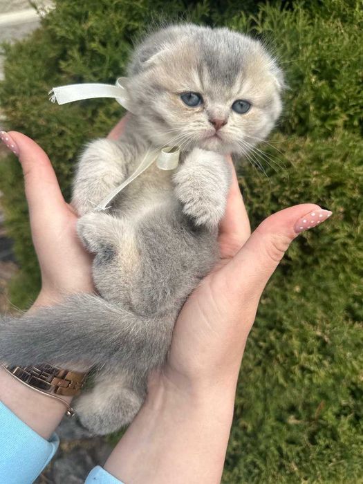 Шотландські висловухі кошенята
