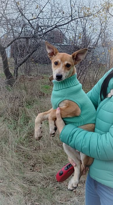 Маленька собачка в добрі руки