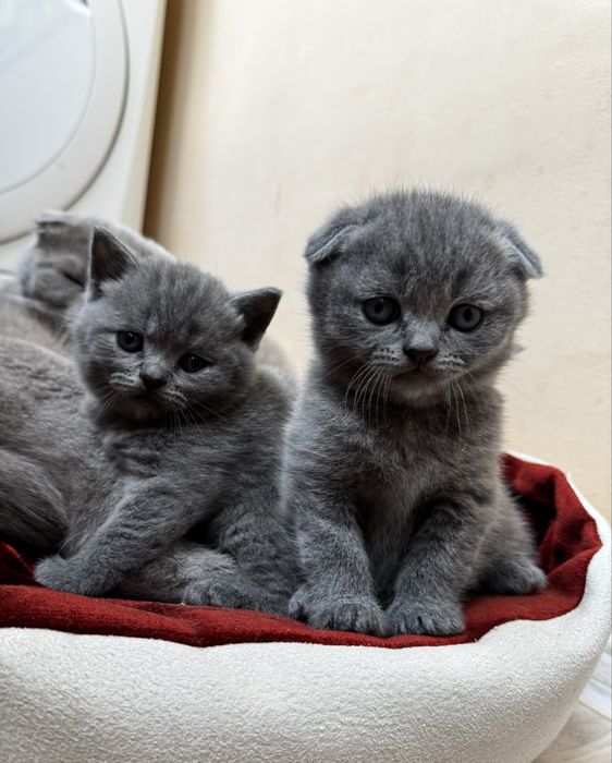 Продам Шотландських кошенят