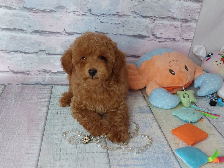 Терміново. Ціну знижено! Хлопчик той пудель