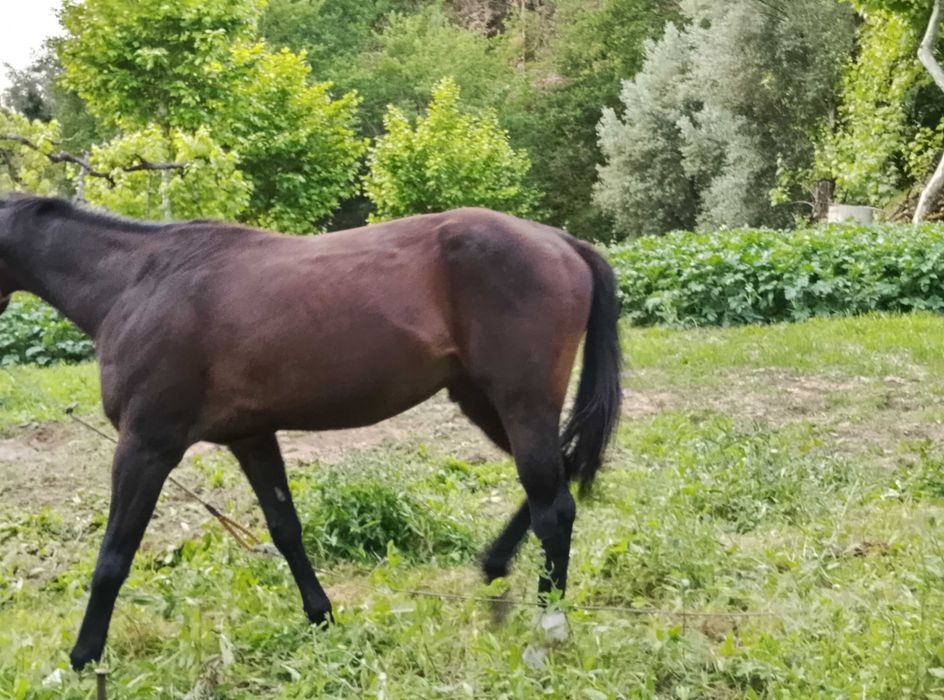 Vender um cavalo
