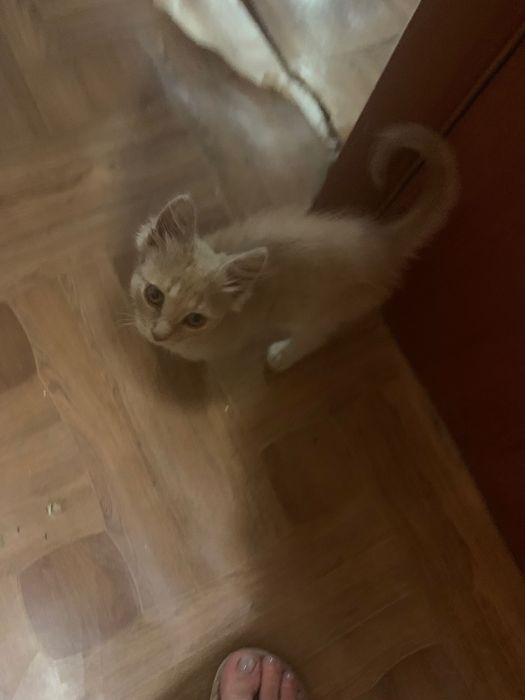 Кошеня в добрі руки