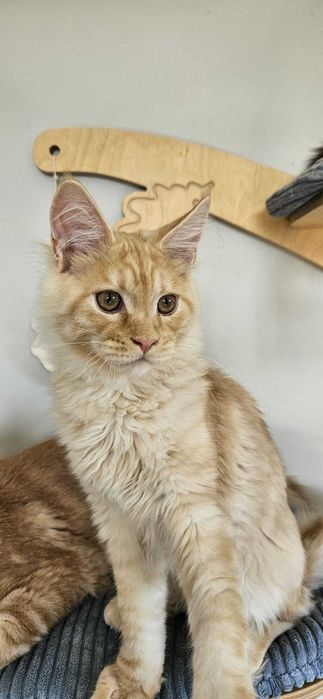 Kocurek  Lemon Maine Coon