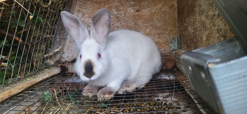 Кролики каліфорнійці