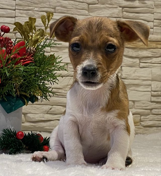 Suczka Elda  Jack Russell Terrier do odbioru