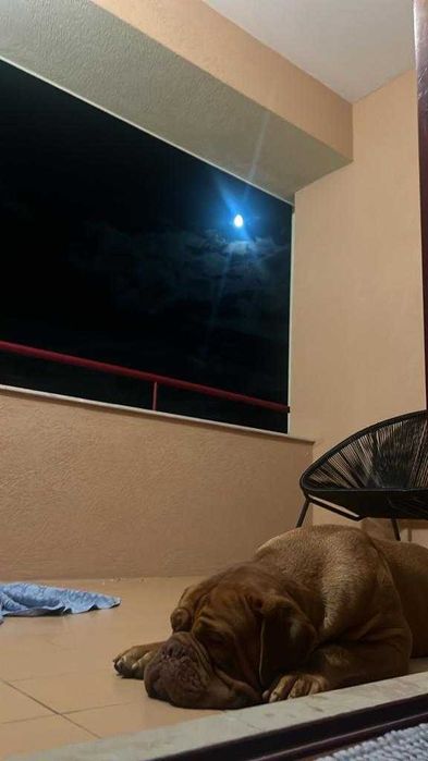 Magnifico Dogue de Bordéus com LOP