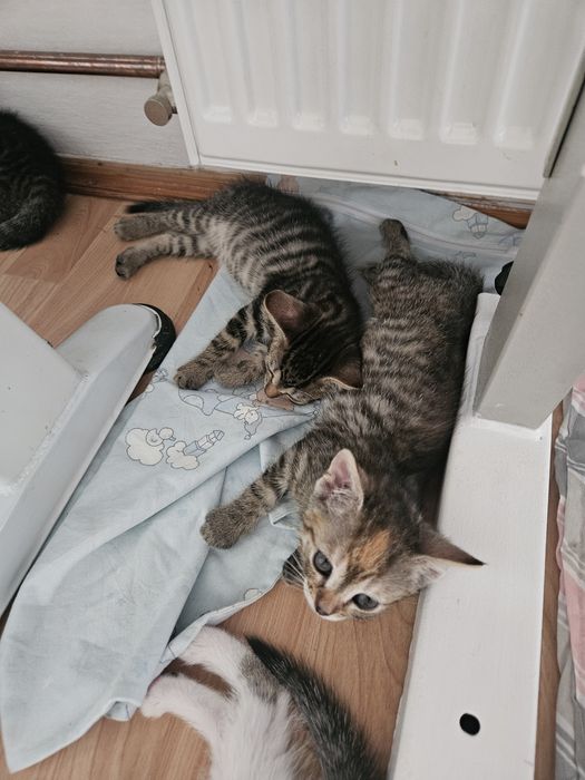 Kotka i jej 3 kociaki do adopcji