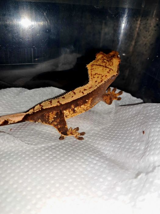 Gekon orzęsiony gekony orzęsione