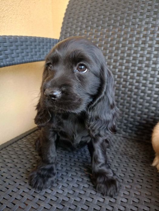 Szczeniak Cockier Spaniel