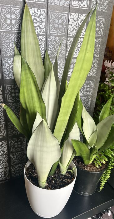 Sansevieria Moonshine wysoka