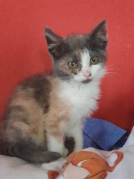 Ласкутная кошечка