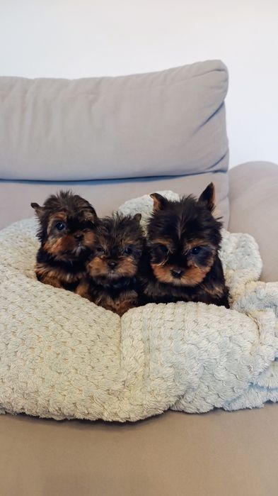 Yorkshire terrier suczka