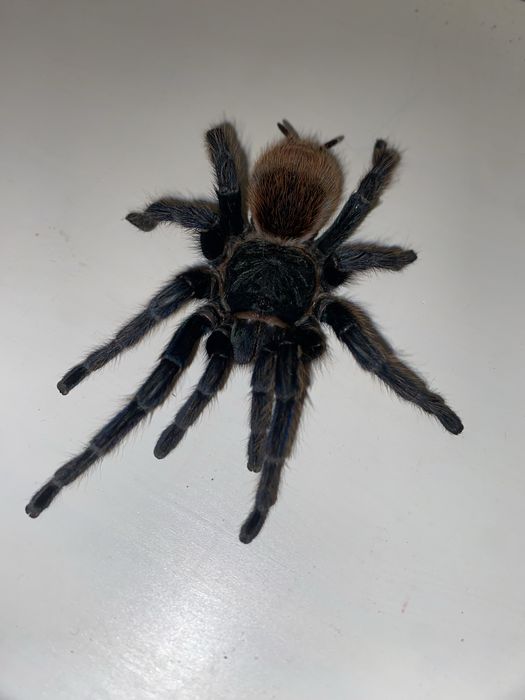Ptasznik. Sprzedam piękną samicę Chromatopelma cyaneopubescens (GBB)